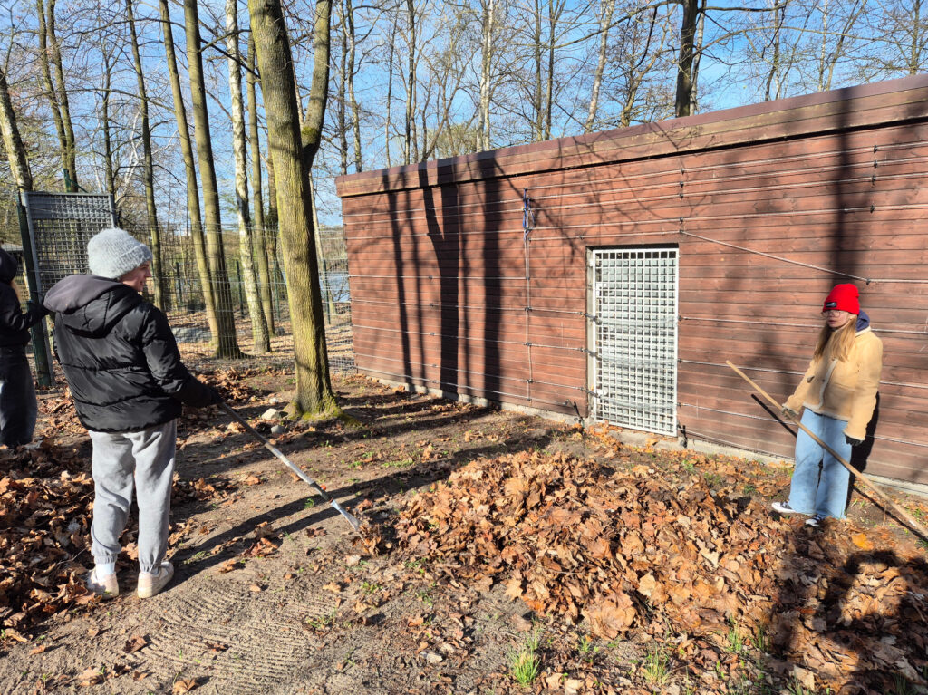 Uczniowie w trakcie prac porządkowych na terenie Zoo